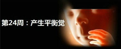怀孕第24周